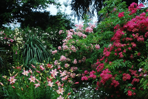 © Les Roses anciennes de la Bonne Maison