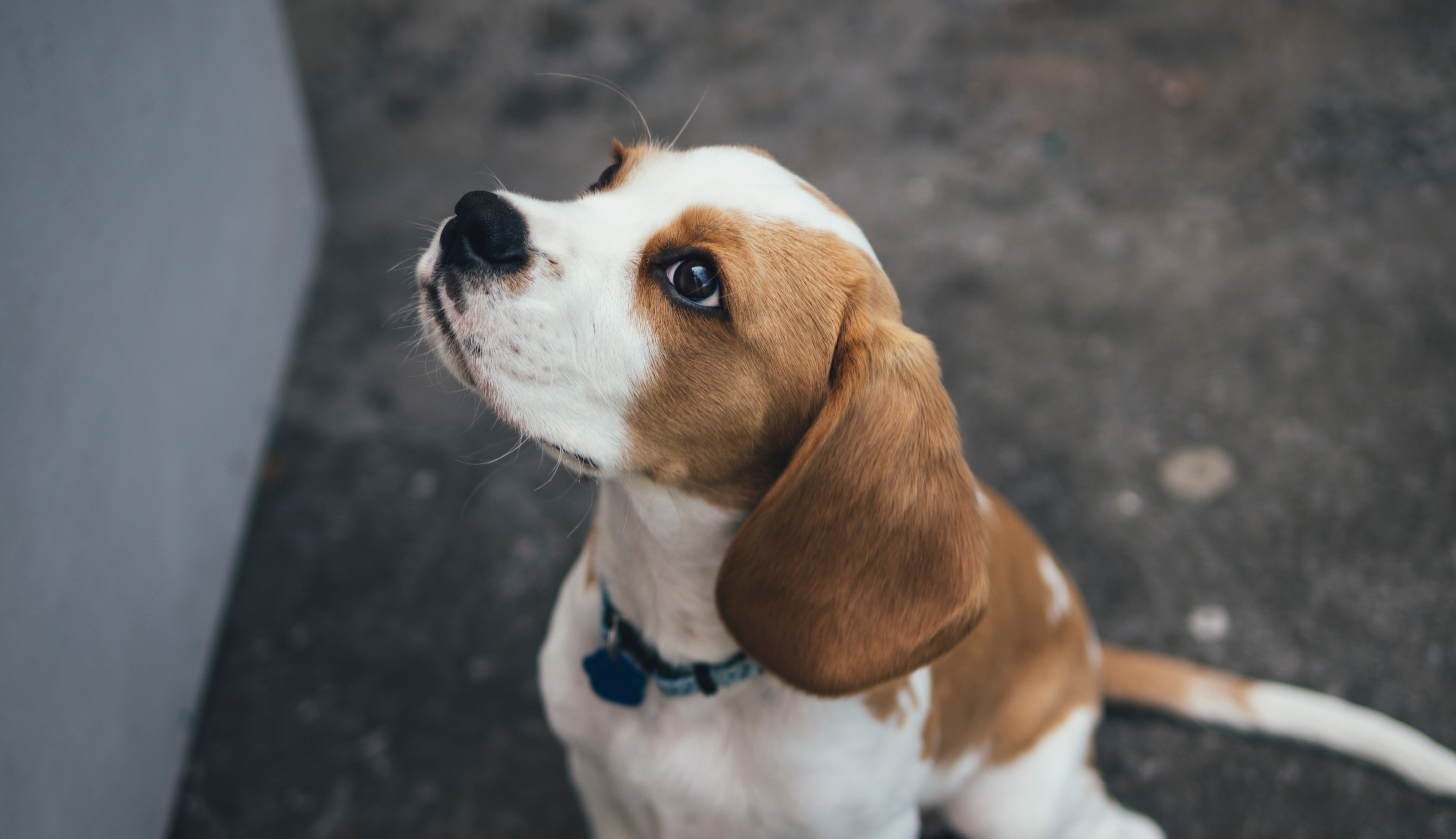 Chien © Marcus Wallis / Unsplash